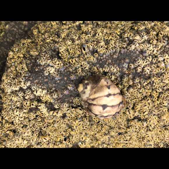 KLEOPATRA. Mother to🌙 Layla. Heavenly Child🌌 - Picture 3 of 5